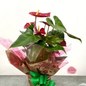 Anthurium