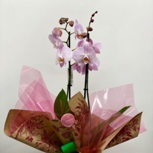 Phalenopsis